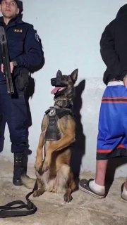 В Аргентине служебная собака задержала наркоторговцев и была так довольна собой, что начала позировать с задержанным