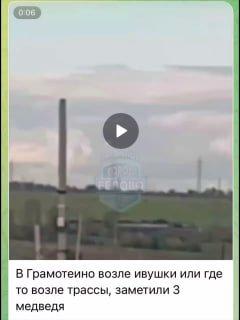 В Грамотеино жители перепутали квадрациклистов с медведями и стали бить тревогу