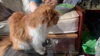 Хвостатая отвага: кот спас хозяев от пожара, пока они спали