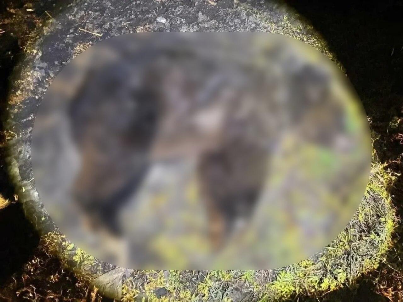 Под Канском ликвидировали четырех медведей В Канском округе ликвидировали...