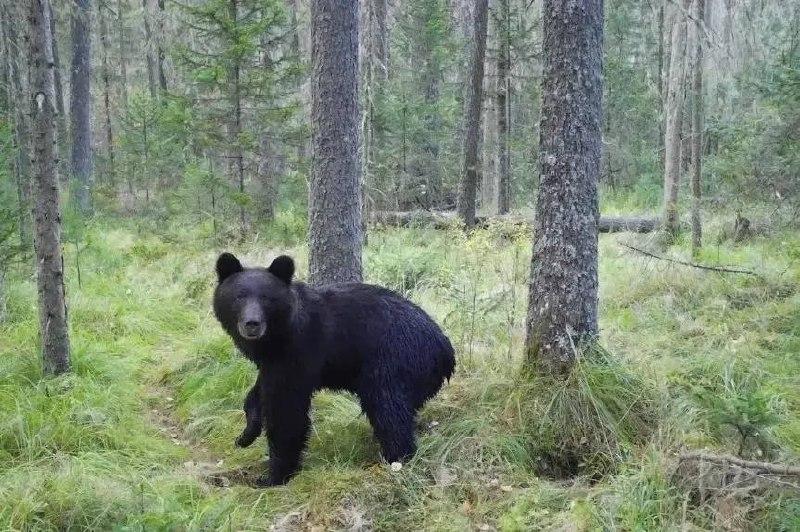 Нашествие медведей может быть разовым явлением и не повторится в следующем...