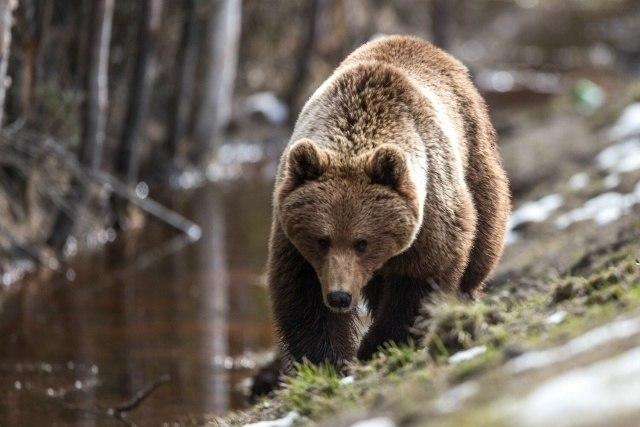 В Новосибирской области разрешили отстрел пяти медведей Минприроды...