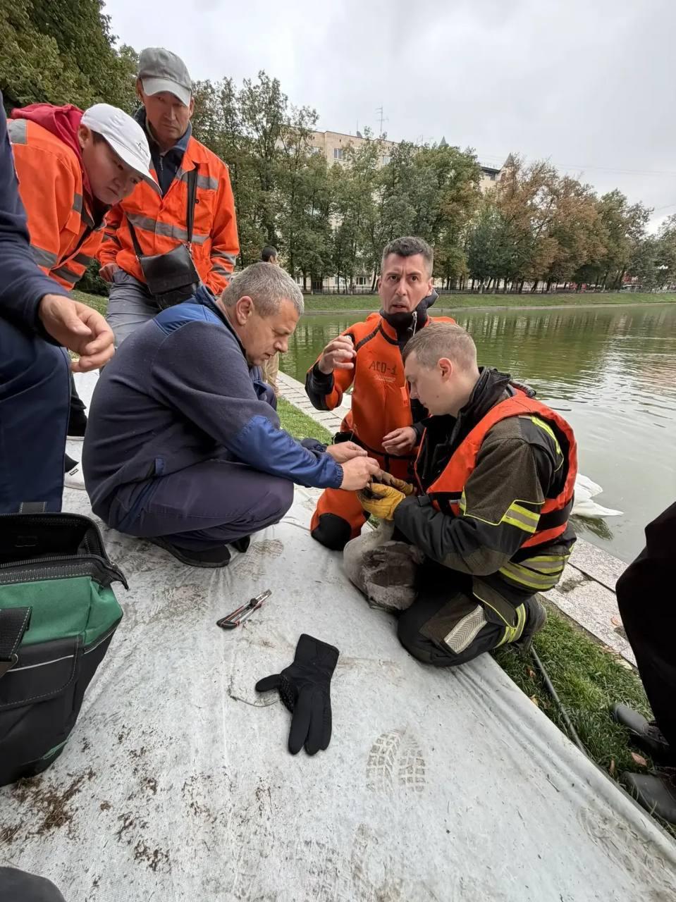 На Патриарших прудах спасатели помогли молодому лебедю, у которого в клюве...