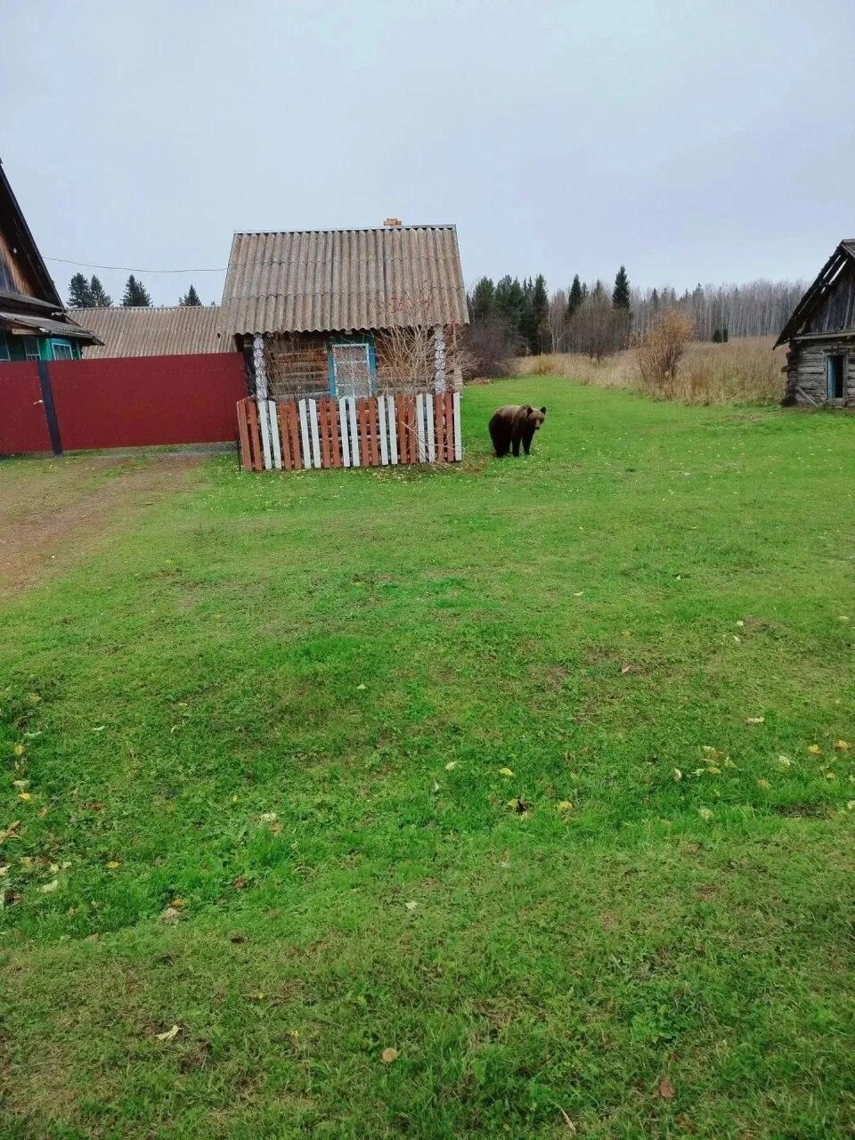 «Михаил Потапыч, чё лежишь? Чё домой не идёшь?» 🐻 Медведь устроил себе отдых...