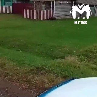 «Михаил Потапыч, чё лежишь? Чё домой не идёшь?» 🐻 Медведь устроил себе отдых...