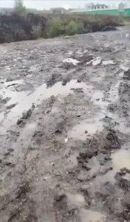 11 медведей отстрелили за ночь в ста километрах от Красноярска. Хищники вышли...