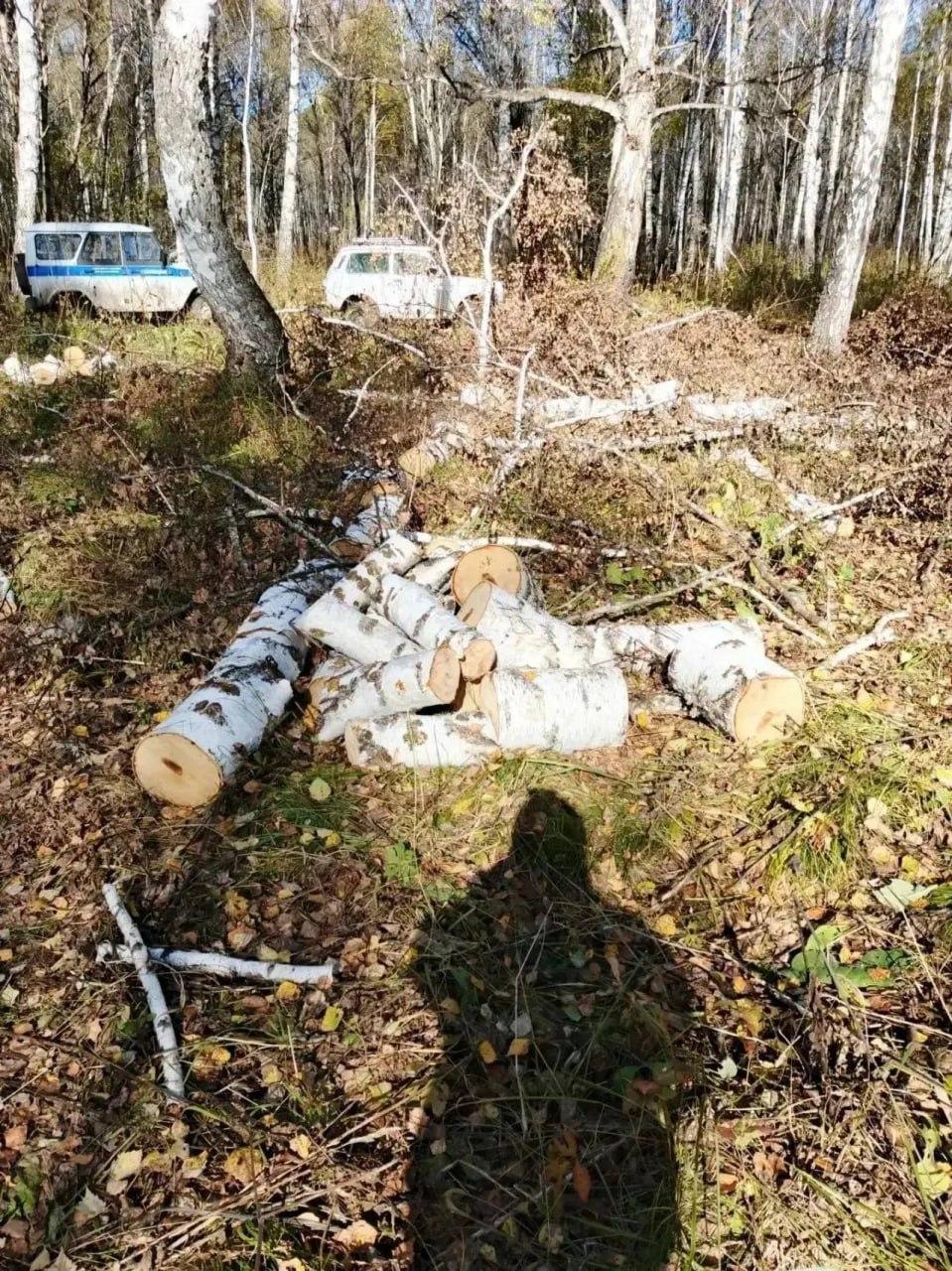 В лесах Тяжинского округа обнаружили признаки нелегальной рубки. Материалы...