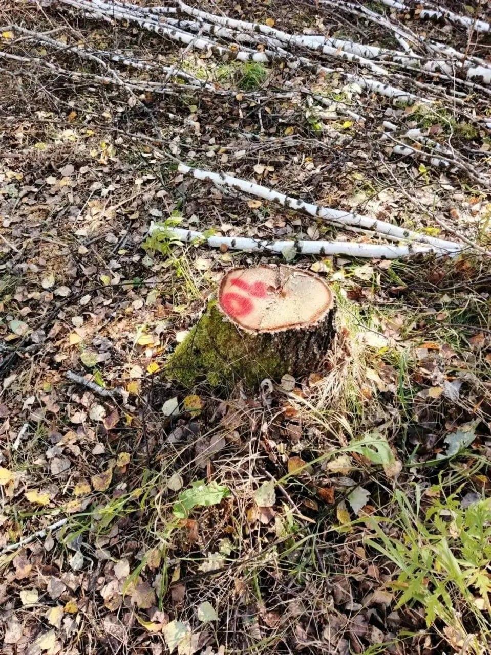 В лесах Тяжинского округа обнаружили признаки нелегальной рубки. Материалы...