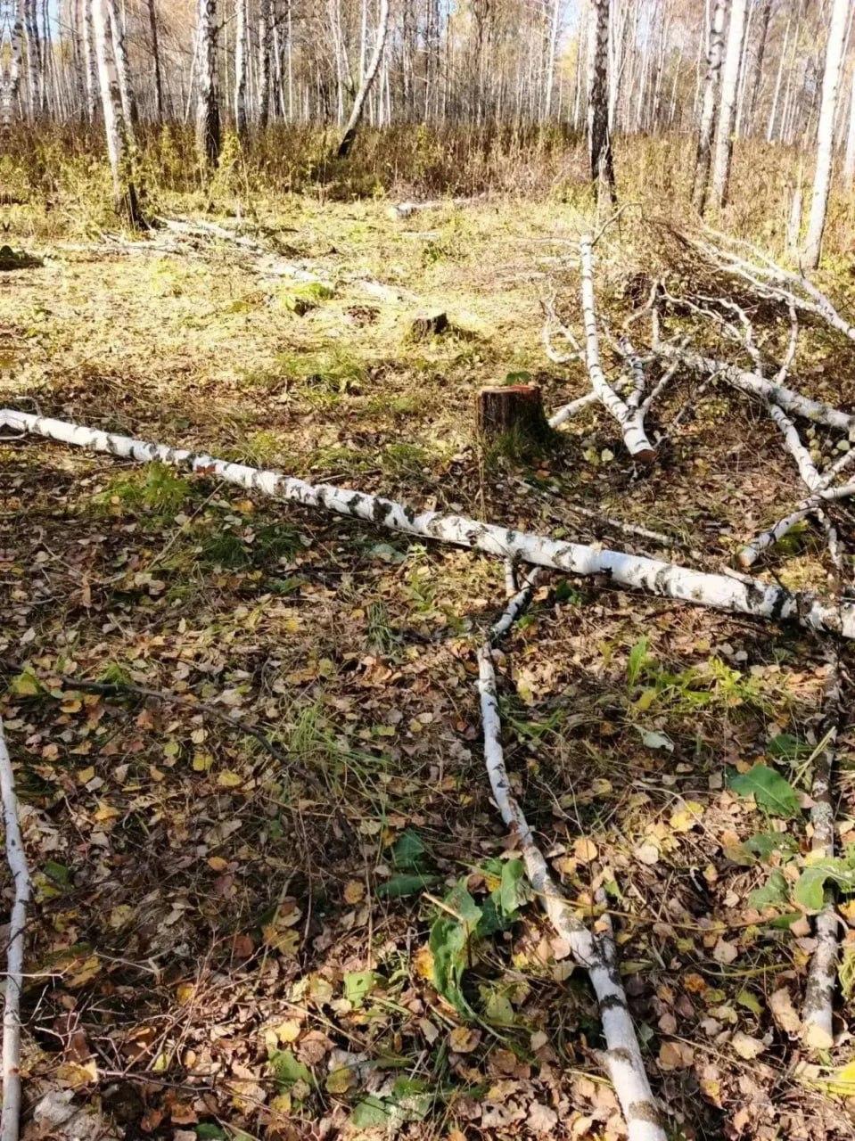 В лесах Тяжинского округа обнаружили признаки нелегальной рубки. Материалы...
