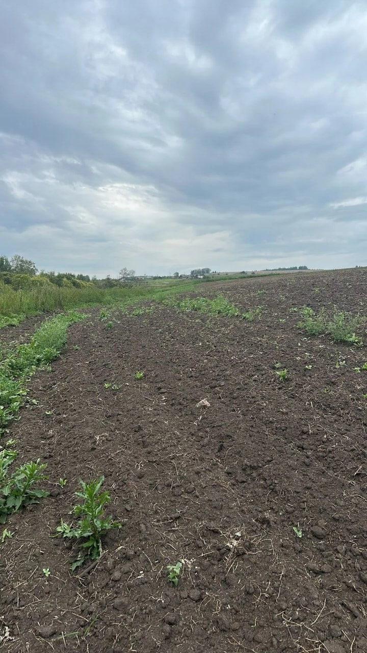 В Красноярском крае выявили более 58 тыс. га неиспользуемых сельхозземель С...