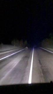 Медведь выбежал на дорогу рядом с Курагино