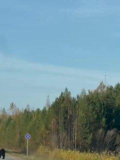 Медведь попытался выгнать водителя и угнать КАМАЗ в ХМАО