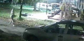 Волк погнался за женщиной с собакой во дворе жилого дома в Ленинградской области