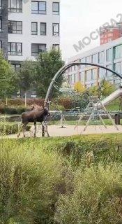 Лось пришел погулять на детскую площадку в Коммунарке — его заметила женщина с собакой.