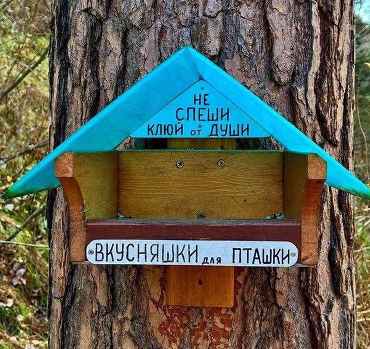 Только посмотрите, какие милые кормушки для птиц и белочек можно увидеть в...