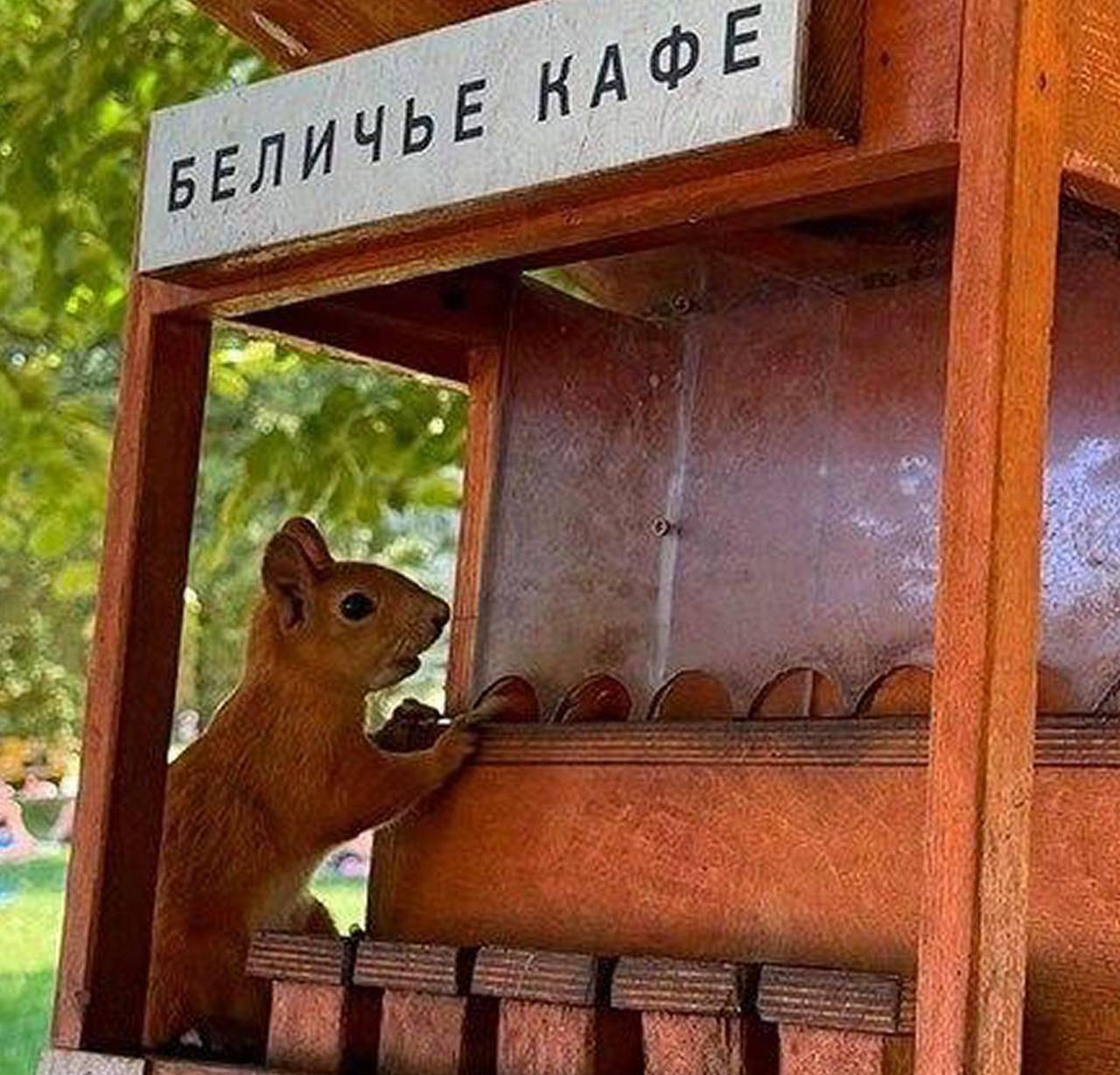 Только посмотрите, какие милые кормушки для птиц и белочек можно увидеть в...