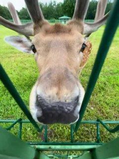 Бесплатно прогуляться среди оленей можно в парке Ораниенбаума.