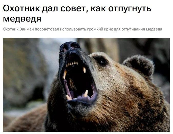 Россиянам посоветовали материться при встрече с медведем.