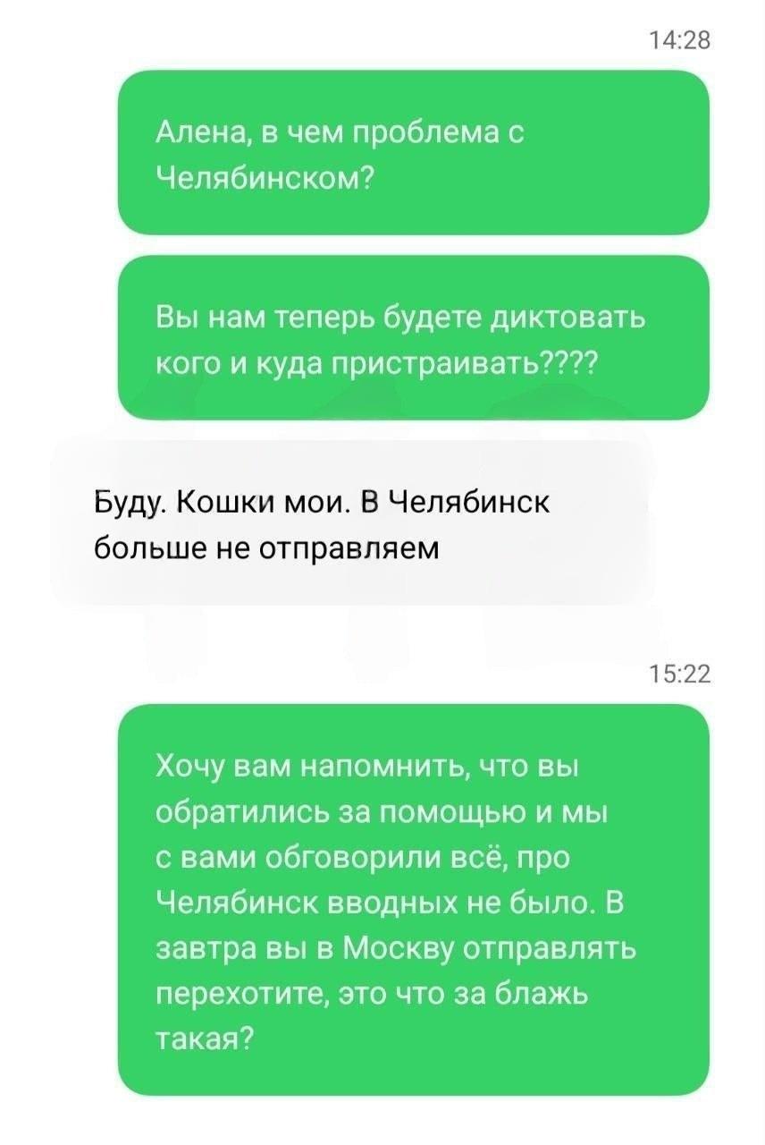 Более 200 котиков-сфинксов разводили в ужасных условиях для продажи на «американский рынок» — многие лысики от инфекций потеряли зубы и зрение