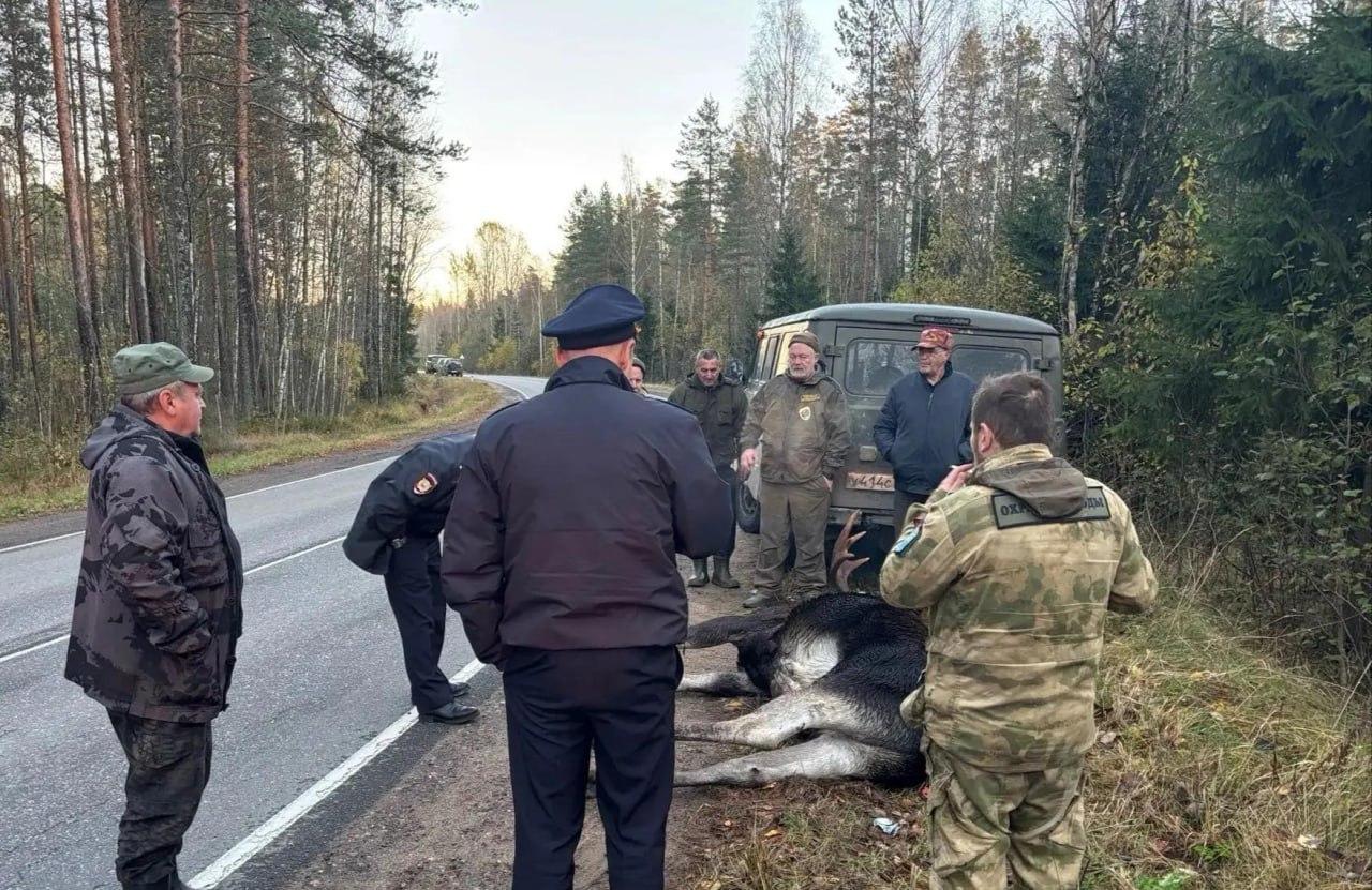 Лось погиб на глазах инспекторов в Ленобласти. Рядом с местом нашли машину, а...