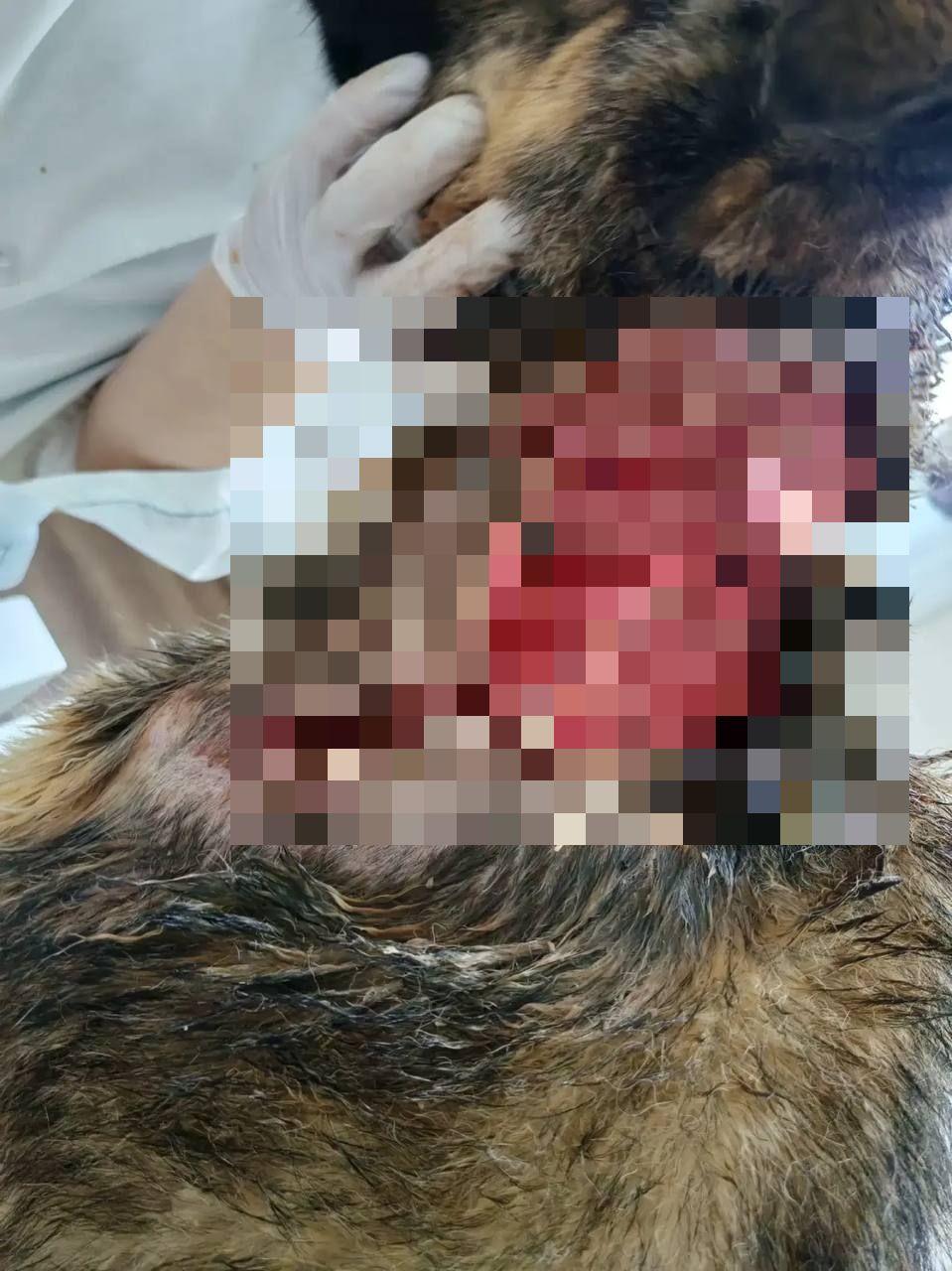В Иркутской области 10-месячный щенок лайки спас целую семью от медведя, едва...