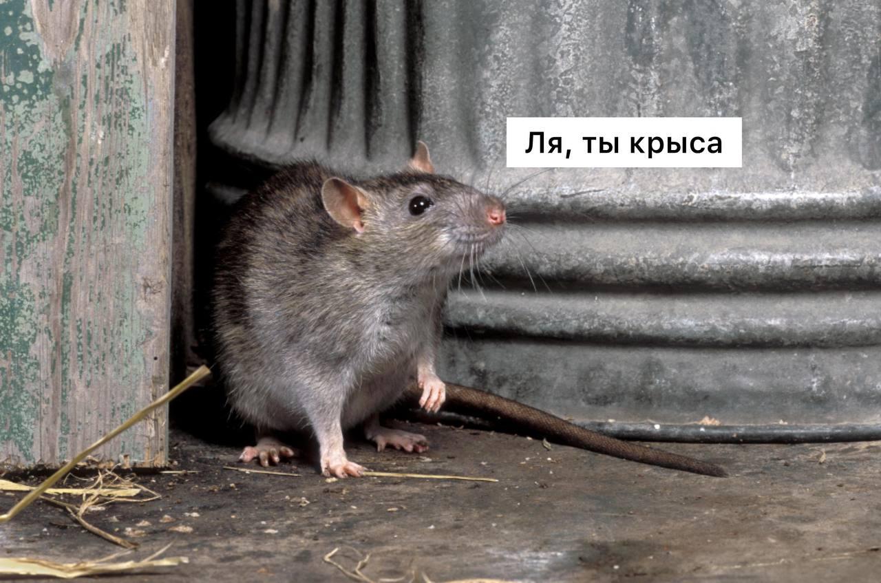 Крыса набросилась на мужчину у дома в Красногорске Прохожий пытался прогнать...