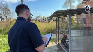 В Краснодарском крае сторожевые собаки набросились на 12-летнего мальчика: ребенок лишился уха и кожи на плече и голове