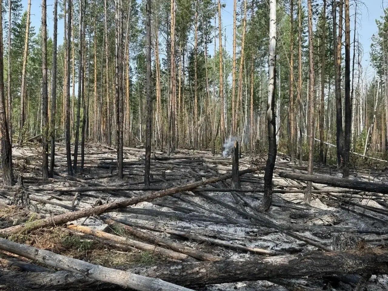 Из-за нарушений пожарной безопасности сгорело 44 гектара леса: виновники...