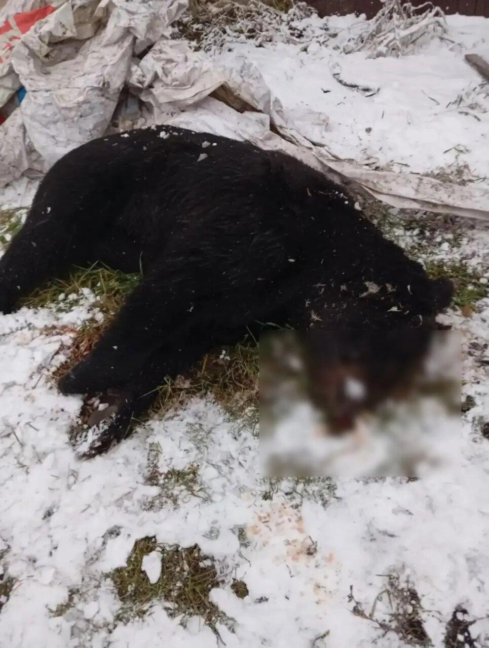 В Иланском полицейскими обезврежен бурый медведь, вышедший к людям