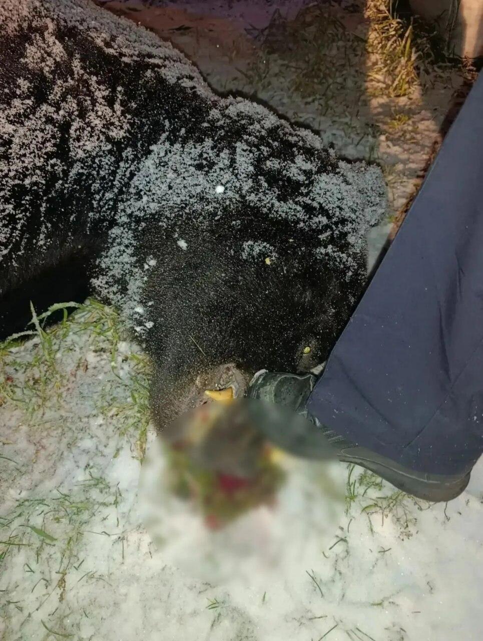 В Иланском полицейскими обезврежен бурый медведь, вышедший к людям