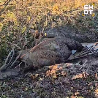 Полумёртвого верблюда обнаружили местные жители в канаве под Тосно в Ленобласти.