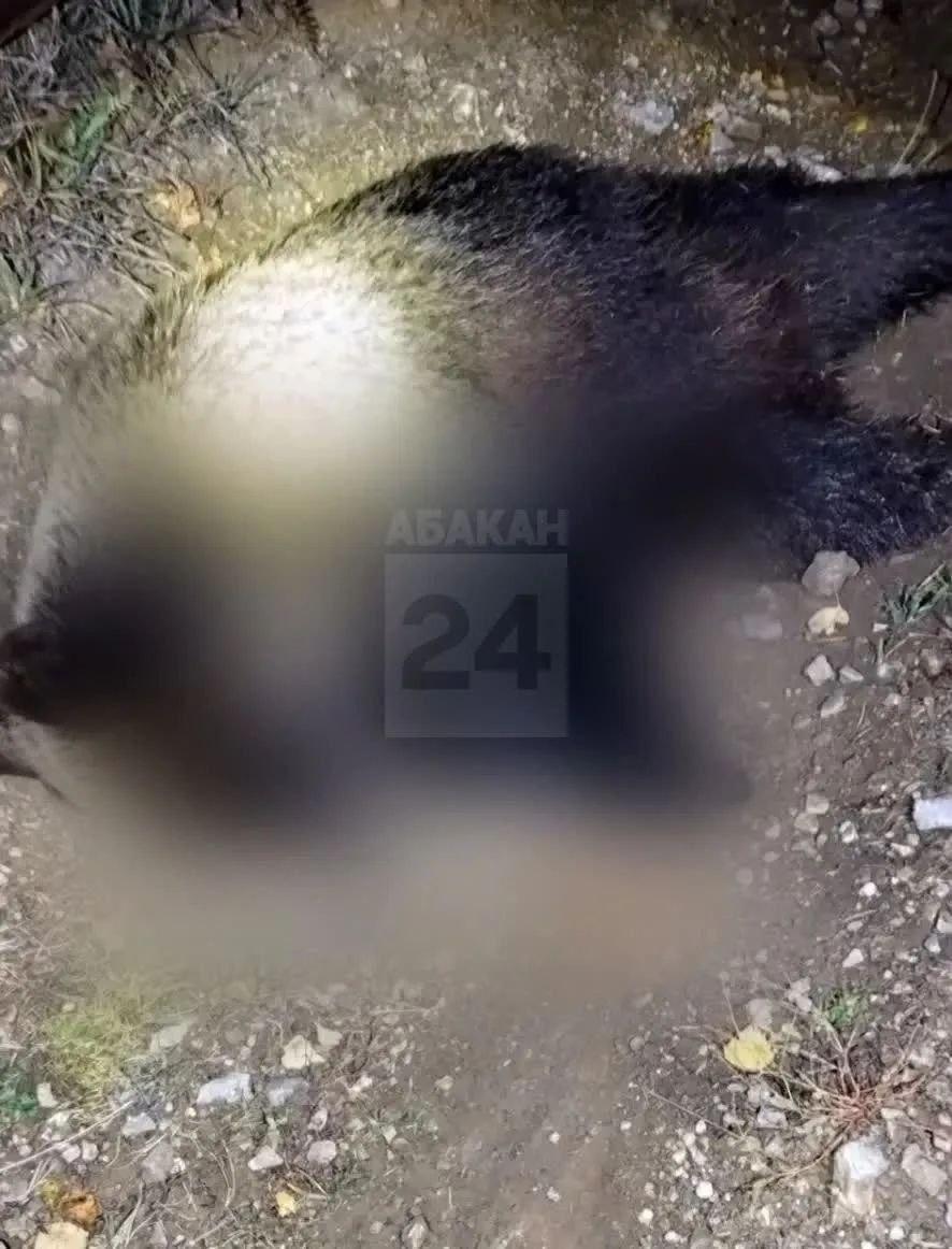 Медведь загрыз собаку в Майна