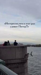 В Петербурге заметили чайку, которая явно любит фотографироваться