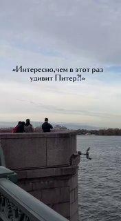 Позирующая перед камерой чайка покорила петербуржцев.