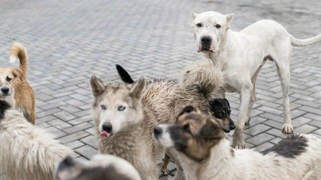 Центр по проблемам домашних животных в Новосибирске выплатит компенсации...