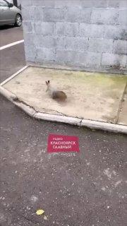 Белки переодели шубки и уже готовы к зиме! Пушистика сняли на Менжинского. 🌇...