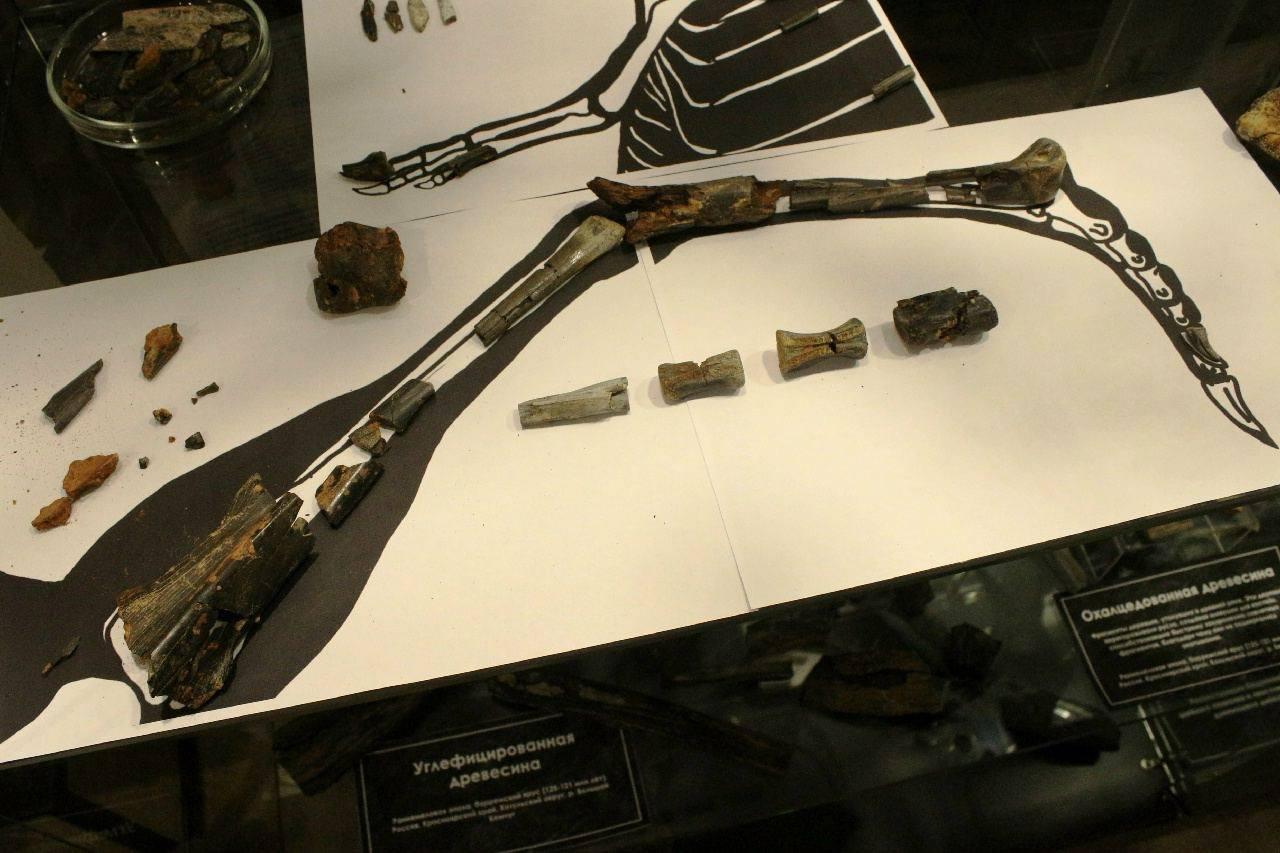 Кости неизвестного динозавра нашли в Красноярском крае. Останки возрастом...