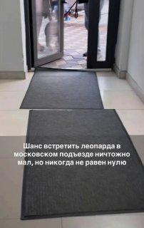 В одной из столичных многоэтажек заметили очень испуганного леопарда,...