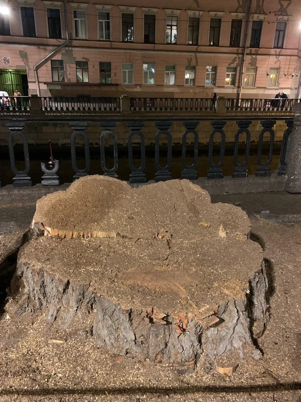 В центре Петербурга спилили тополь, которому было больше века