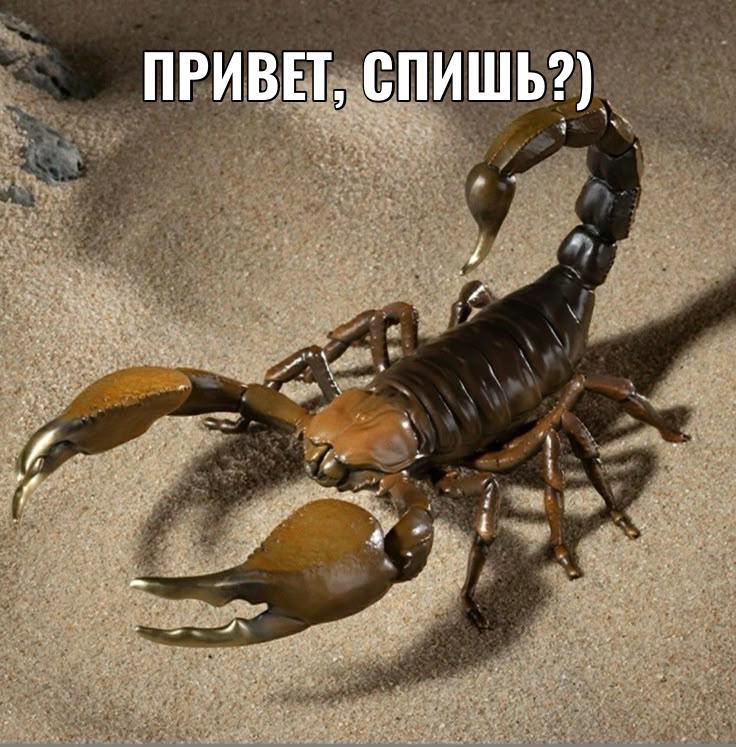 Скорпион ужалил петербурженку при мытье фруктов из Таиланда