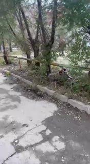 В Алтайском крае школьницы избили двух сверстниц