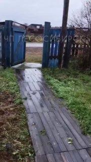 Медведь попытался залезть в окно жилого дома на севере Красноярского края В...