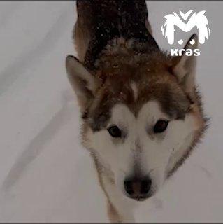 Собаки в Эвенкии переходят с мяса на картошку из-за нехватки продуктов....