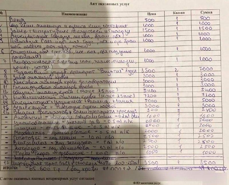 Петербуржцам выставили счёт на 65 тысяч рублей за домашний осмотр кошки