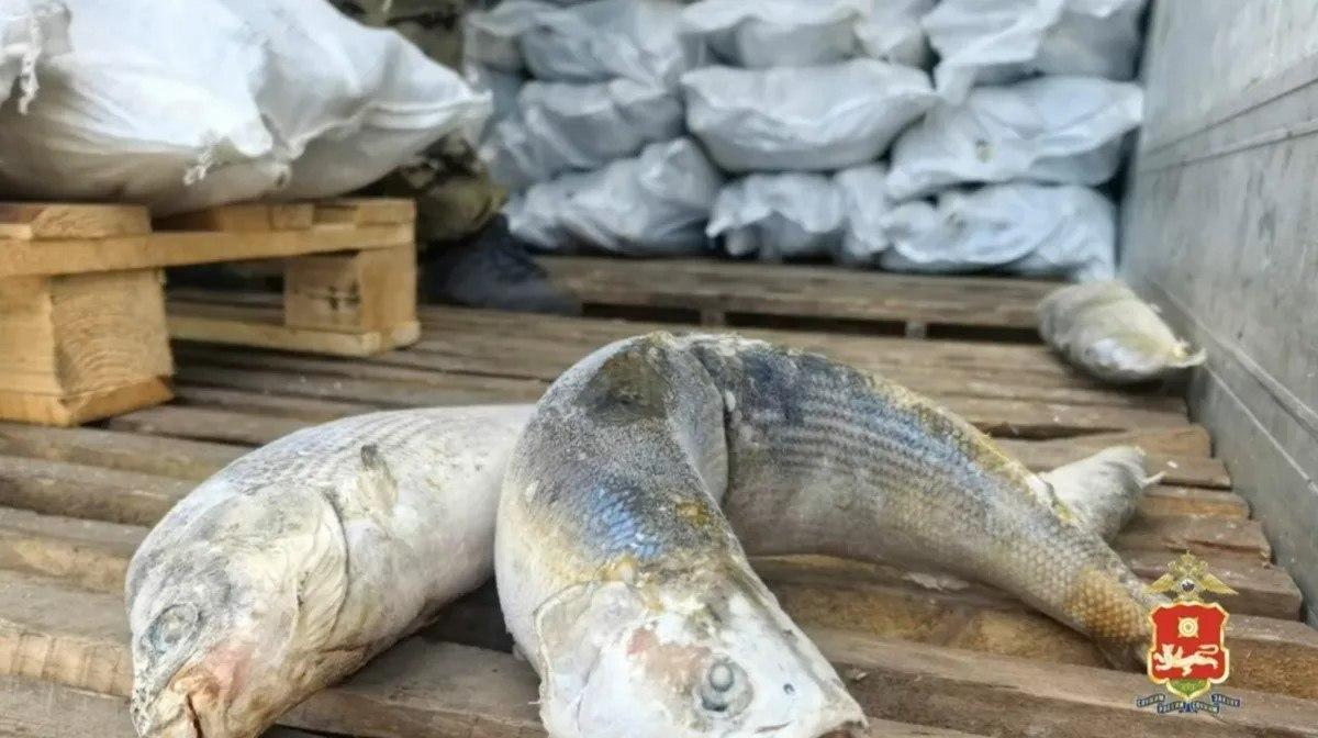 Бизнесмена в Хакасии будут судить за оборот 28 тонн нелегальной рыбы на 20 млн рублей