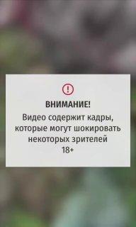 Медведь жестоко расправился с двумя свиньями и поросёнком в Ивделе....