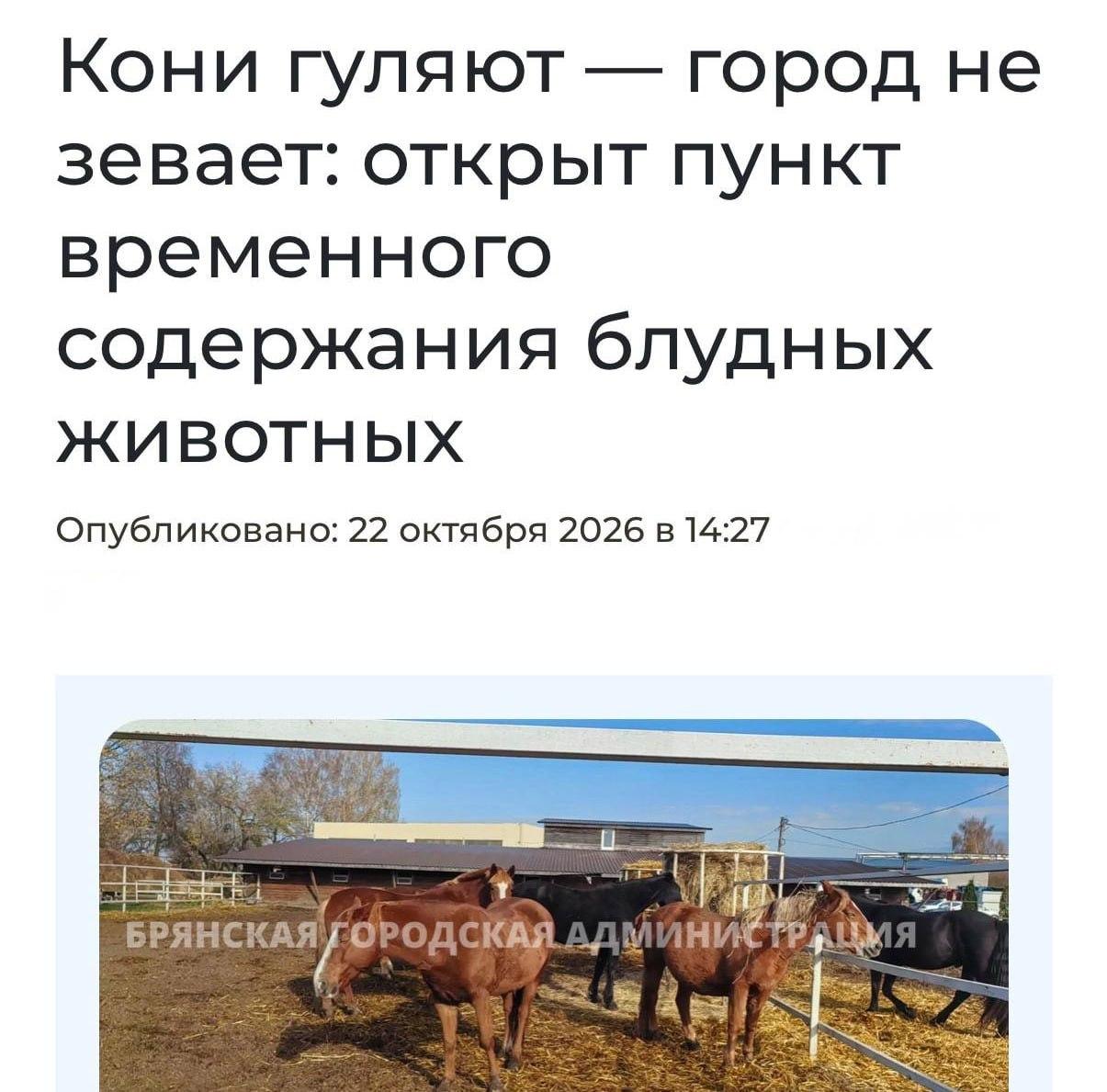 В России будут изымать лошадей у цыган и отправлять на штрафстоянку