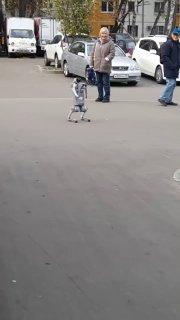 Обычный день в Москве: поиграть с робособакой и встретить на улице роверов-...