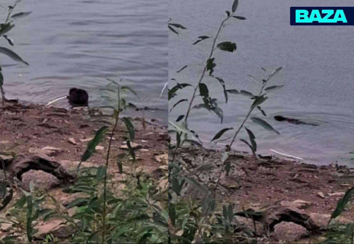 Бобровая мафия захватила Новосибирскую область — от плотин грызунов топит...
