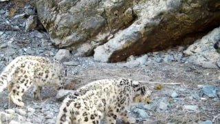 В Саяно-Шушенском заповеднике напомнили о сохранении снежного барса Накануне...